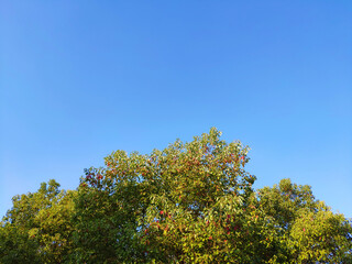 Naklejka premium different colorful leaves under the blue sky in sunny autumn day