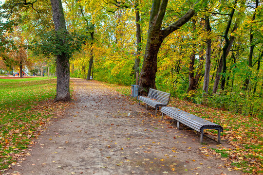 Autumn park with benches and dry leaves . Fall season walking