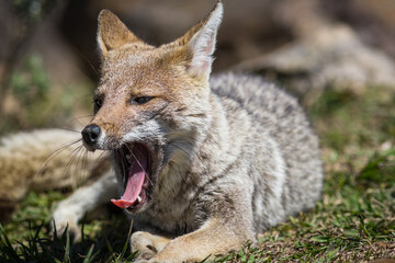 Graxaim, el Zorro de las Pampas (Pseudalopex gymnocercus)