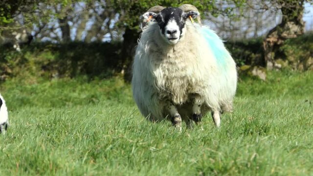 Sheep and lambs laying in the sun in a field in Ireland 