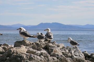 Seagulls