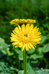 Closeup shot of blooming yellow chrysanthemum flower.