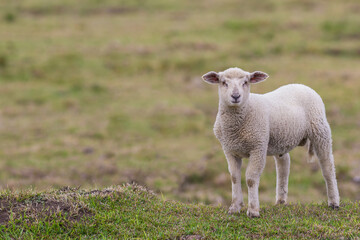 Naklejka premium A little lamb in the pasture