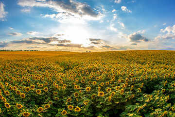 Fototapeta na wymiar large field of blooming sunflowers against the backdrop of a sunny cloudy sky. Agronomy, agriculture