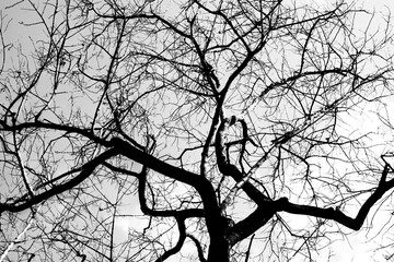 Abstract black and white of a tree branch in the summer forest.Looking up into the sky and of the trees in Thailand.