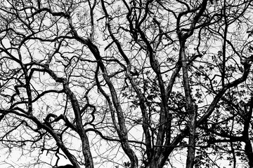 Abstract black and white of a tree branch in the summer forest.Looking up into the sky and of the trees in Thailand.