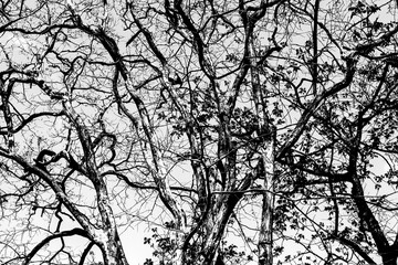 Abstract black and white of a tree branch in the summer forest.Looking up into the sky and of the trees in Thailand.
