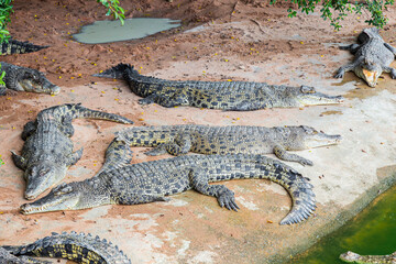 Fototapeta premium Crocodiles sleeping In A Crocodiles Farm.
