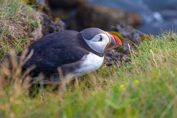 paffin bird sitting on the grass in Iceland