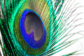 Obraz premium Close up peacock feather on white background.Selective focus