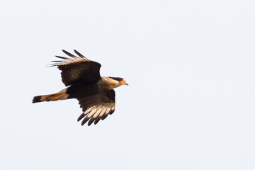 Southern Caracara  (Caracara plancus)