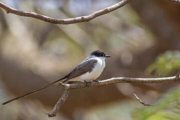 Fork-tailed Flycatcher (Tyrannus savana)
