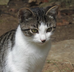 Portrait of a little kitten
