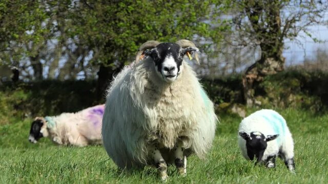 Sheep and lambs laying in the sun in a field in Ireland 