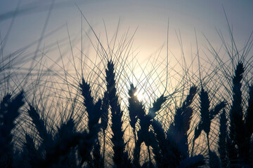 Silhouette of growing wheat close-up on the background of a sunny sunset. Agronomy and agriculture. Food industry.