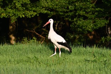 Storch bei Nahrungssuche