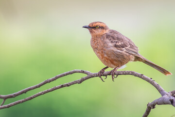 Chalk-browed Mockingbird - Mimus saturninus.(Lichtenstein, 1823)