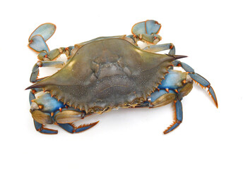 Blue Crab with white background