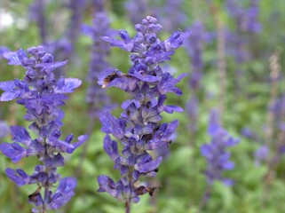 Closeup blue Salvia farinacea flowers plant in garden with green blurred background ,macro image ,sweet color for card design ,soft focus