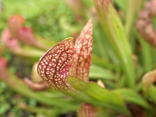 Closeup Pitcher plant in garden with blurred background , macro image