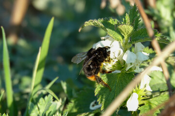 Bumblebee feeding on a mother nettle flower