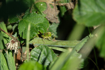 Grasshopper climbing along a bramble branch