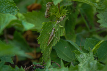 Grasshopper standing on a nettle flower