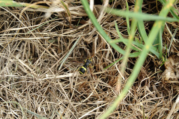 Hoverfly perched in grassland