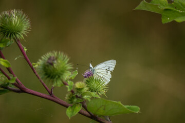 Cabbage White butterfly