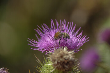 Honey Bee feeding on a thistle flower
