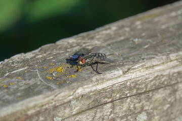 Flesh Fly perched on a fence