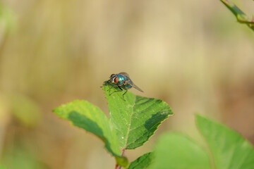 Bluebottle fly perched on a leaf