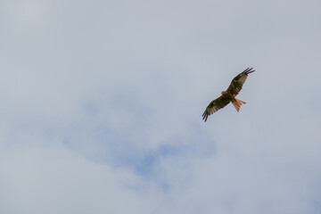 Red Kite mid-flight