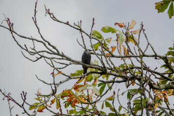 Starling perched in a tree