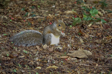 Gray Squirrel eating a squirrel