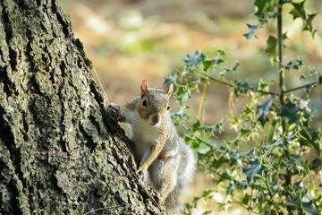 Gray Squirrel