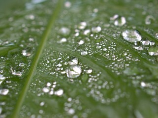 water drops on green leaf with macro image ,rain drops on leaves for card design ,dew in nature , droplets background