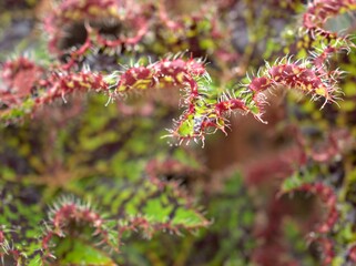 Closeup red, pink leaves of plant with blurred background, macro image, nature leaf and soft focus ,sweet color for card design