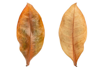 Dry (autumm ) leaves isolated on white background.
tropical exotic dry leaves.