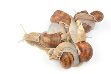 Helix pomatia. grape snail on a white background. mollusc and invertebrate. gourmet protein meat food. communication of the individual in society