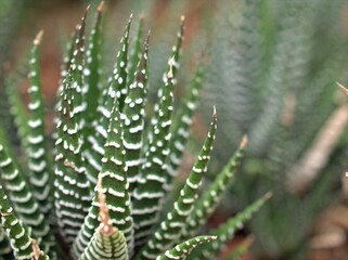 Closeup green Fasciated haworthia , Haworthia fasciata plants ,succulent cactus ,desert plants with flower and blurred background ,macro image ,sweet color	