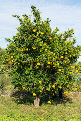 Fototapeta na wymiar Food ecological farm fruit 