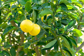 Food ecological farm fruit 