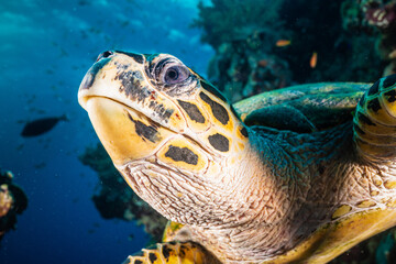 Close Up Sea Turtle in the Red Sea