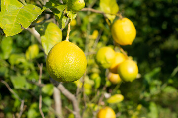 Food ecological farm fruit 