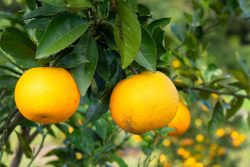 Food ecological farm fruit 