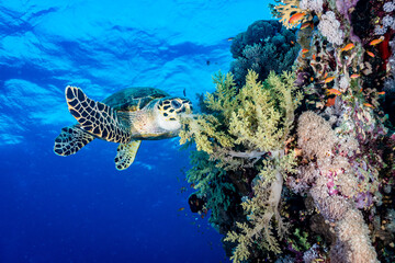 Sea Turtle in the Red Sea eating Soft Corals
