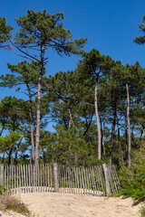 Fototapeta premium Barrier erosion fences and sea grass preserving sand dunes