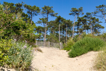 Fototapeta na wymiar Barrier erosion fences and sea grass preserving sand dunes