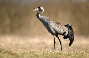 Common crane (Grus grus) bird
